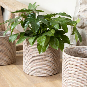 Marbury Round Rattan Planter, 3 of 7