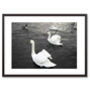 Swans In A Lake Art Print Animals Framed Art, thumbnail 3 of 3