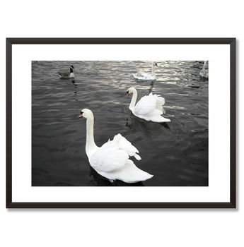 Swans In A Lake Art Print Animals Framed Art, 3 of 3