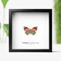 Godart's Numberwing Insect Bug Moth Butterfly Box Frame Entomology Taxidermy Interior Design Modern Home Decor Wall Hanging Gift Ornament, thumbnail 1 of 3