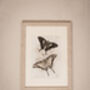 Framed Pair Of Vintage Butterfly Art Prints In Sand Frames, thumbnail 3 of 10