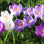 Spring Bulbs Crocus 'Mixed' Six X Bulb Pack, thumbnail 5 of 6
