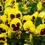 Flowers Pansy 'Yellow Blotch' Six X Plant Pack, thumbnail 3 of 5