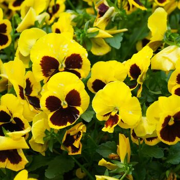 Flowers Pansy 'Yellow Blotch' Six X Plant Pack, 3 of 5
