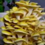 Oyster Mushroom Growing Kit Ready To Grow, thumbnail 10 of 12