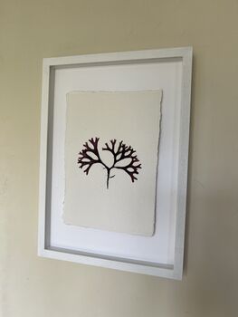 Pressed Seaweed Framed Artwork Irish Moss .01, 2 of 4