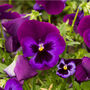 Flowers Pansy 'Neon Violet' Six X Full Plant Pack, thumbnail 4 of 5