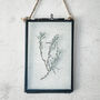 Small Antique Pressed Flower Frame: Lavender Leaves, thumbnail 3 of 8