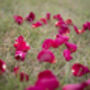Dried Rose Petals And Hydrangea Petals, thumbnail 6 of 8