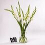 Arctic White Gladioli Fresh Flower Bouquet, thumbnail 3 of 4