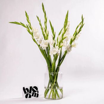 Arctic White Gladioli Fresh Flower Bouquet, 3 of 4