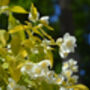 Mock Orange Plants 'Philadelphus 'Coronarius', thumbnail 2 of 6