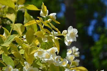 Mock Orange Plants 'Philadelphus 'Coronarius', 2 of 6