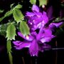 Christmas Cactus 'Purple Dancer' One X 13cm Pot, thumbnail 8 of 11