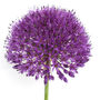 Spring Bulbs Allium 'Globemaster' 12 X Bulb Pack, thumbnail 1 of 6