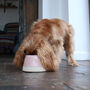 Personalised Spaniel Water Bowl Small Or Large, thumbnail 6 of 9