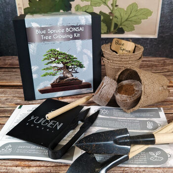 Blue Spruce Bonsai Tree Growing Kit, 2 of 11