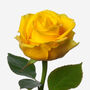 Yellow Penny Lane Rose Fresh Bouquet, thumbnail 2 of 2