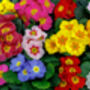 Polyanthus 'Stella Mix' Six X Plant Pack, thumbnail 2 of 3