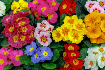 Polyanthus 'Stella Mix' Six X Plant Pack, 2 of 3