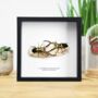 Male Male Competition In Indonesian Stag Beetles Insect Bug Entomology Taxidermy Box Frame, thumbnail 1 of 5