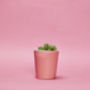 Concrete Pot Small With Cactus/ Succulent In Pink, thumbnail 2 of 5