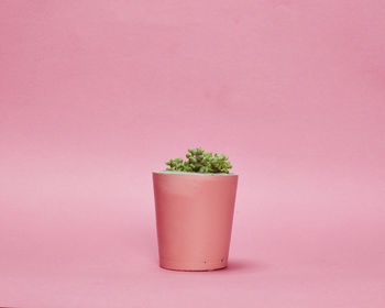 Concrete Pot Small With Cactus/ Succulent In Pink, 2 of 5