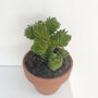 Unusual House Plant Buddhas Temple, thumbnail 3 of 3