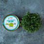 Grow Your Own Microgreens Teeny Greeny Micrology® Kit, thumbnail 5 of 10