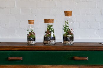 Bottle Terrarium Kit Diy | 'Porto', 7 of 9