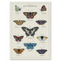 British Butterfly Art Poster, thumbnail 6 of 10
