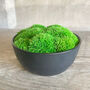 Preserved Moss In Ceramic Sugar Bowl, thumbnail 3 of 3