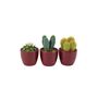 Cactus Mixed X Three Pots, thumbnail 2 of 7