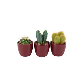 Cactus Mixed X Three Pots, 2 of 7