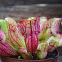 Grow Your Own Carnivorous Houseplant Indoor Garden, thumbnail 3 of 6