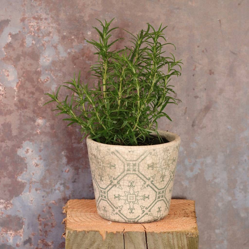 vintage style plant pots by ibbi direct ltd