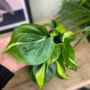 Philodendron Brasil Bright And Easy House Plant, thumbnail 2 of 12