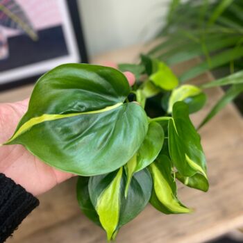 Philodendron Brasil Bright And Easy House Plant, 2 of 12