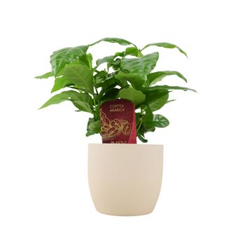 Coffee Arabica – Indoor Coffee Plant For Home And Office 12cm Pot, 2 of 4