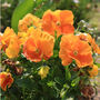 Viola 'Deep Orange' Six X Plant Pack, thumbnail 6 of 6