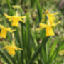 Narcissus 'Tete A Tete' Three X Full Plants In 9cm Pots, thumbnail 7 of 7