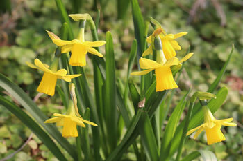Narcissus 'Tete A Tete' Three X Full Plants In 9cm Pots, 7 of 7