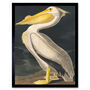 Audubon Style Pelican Bird Vintage Retro Art Print, thumbnail 1 of 3