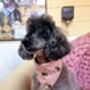 Pink Cord Bumble Bee Polka Dots Dog Bandana, thumbnail 5 of 5