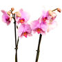 Moth Orchid Houseplant Twin Spiked Phalaenopsis Plant, thumbnail 3 of 7