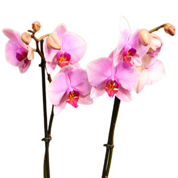 Moth Orchid Houseplant Twin Spiked Phalaenopsis Plant, 3 of 7