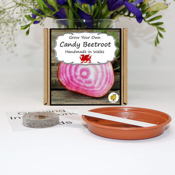 Gardening Gift. Rainbow Beetroot Growing Kit, 2 of 4