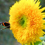 Gardening Gift. Grow Your Own Teddy Bear Sunflower Kit, thumbnail 4 of 5