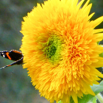 Gardening Gift. Grow Your Own Teddy Bear Sunflower Kit, 4 of 5