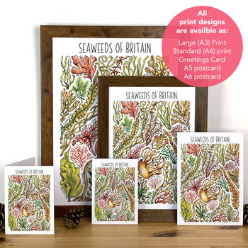 Seaweed Of Britain Blank Greeting Card, 3 of 7